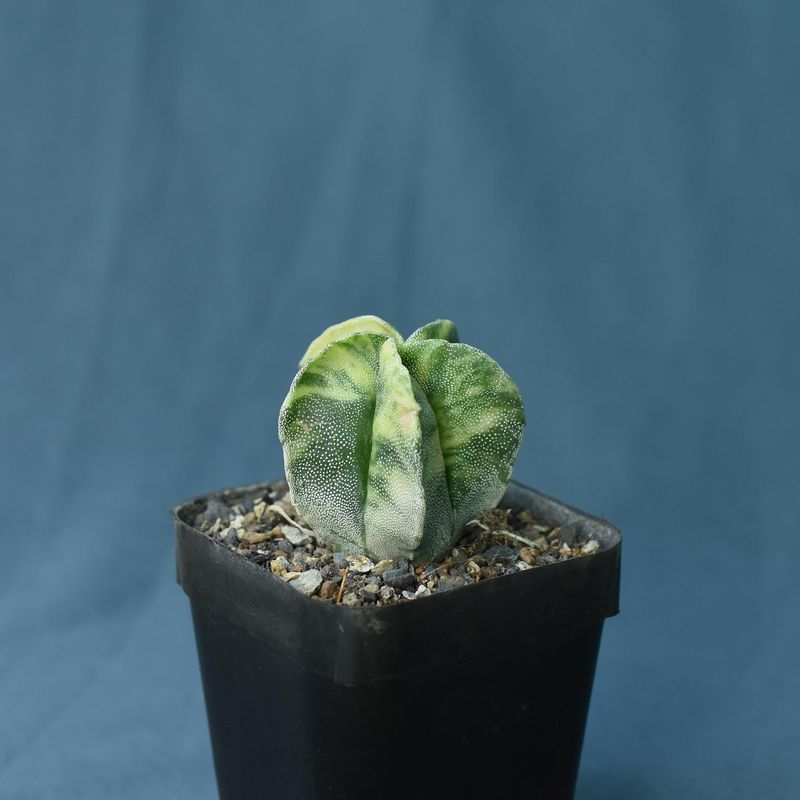 Astrophytum myriostigma  Variegated