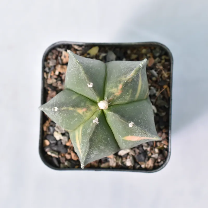 Astrophytum myriostigma  Variegated