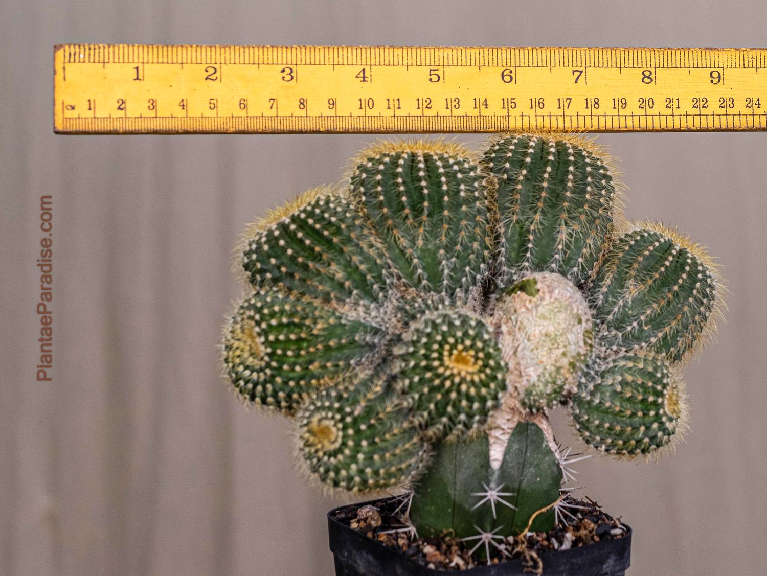 Notocactus Leninghausii Crest