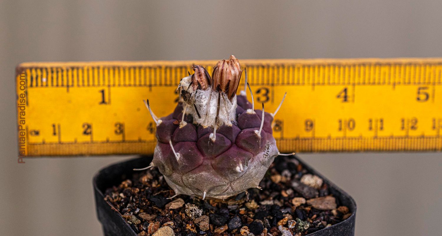 Turbinicarpus schmiedickeanus ssp. klinkerianus 'La Negrita' Turbinicarpus schmiedickeanus ssp. klinkerianus 'La Negrita'