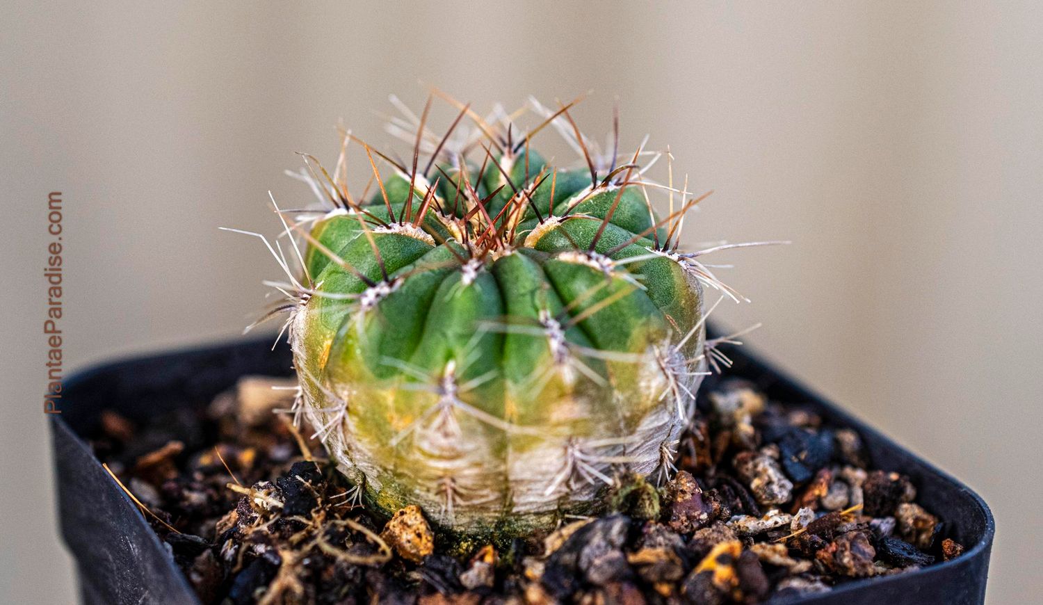 Oroya Peruvina  - Top View 