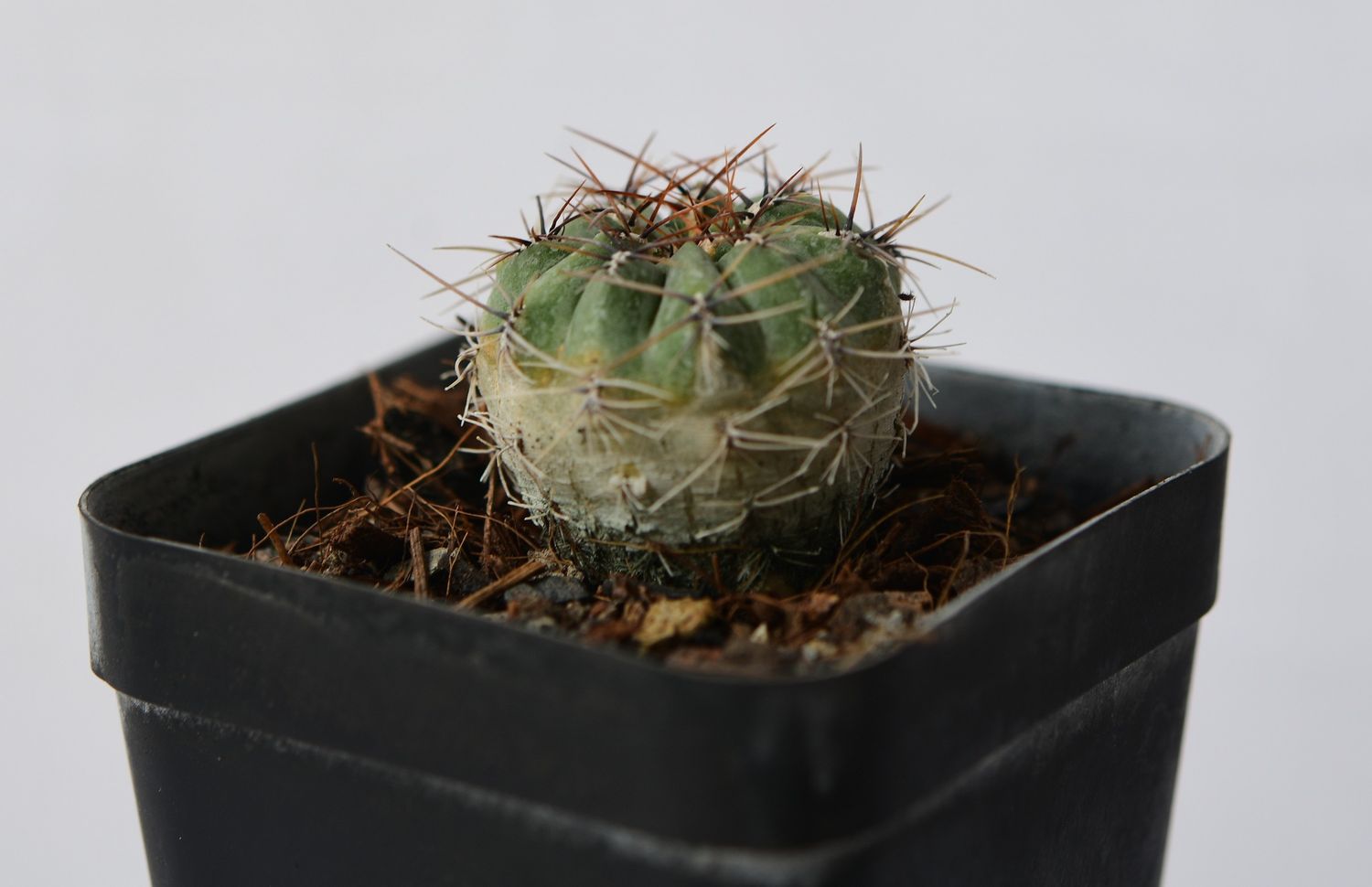 Oroya peruvina Oroya peruvina