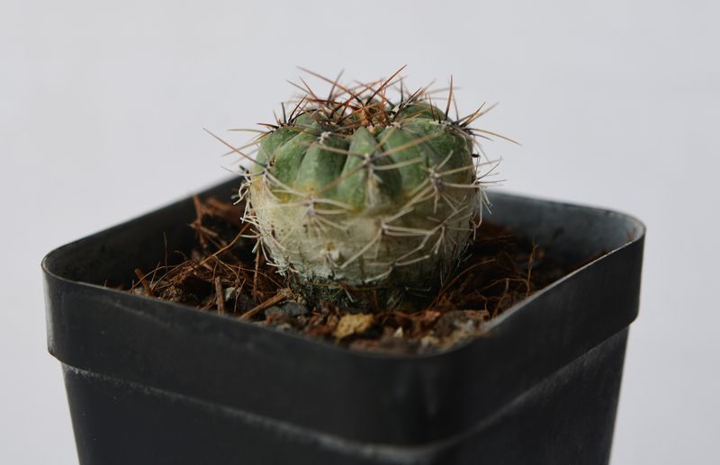 Oroya peruvina front angle view