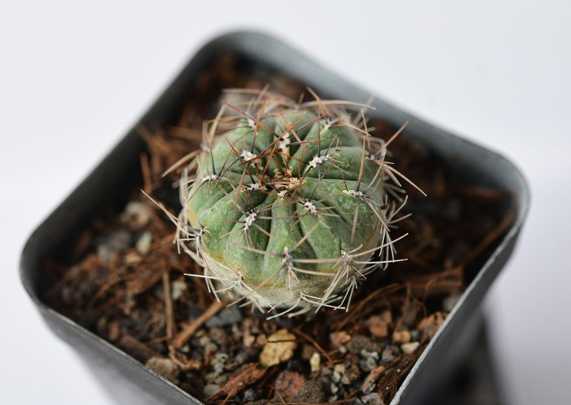 Oroya peruvina top-down view