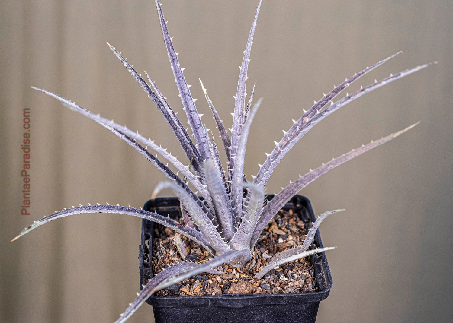 Dyckia sp