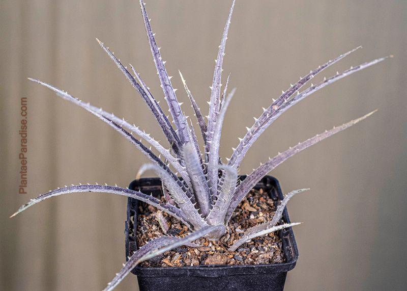 Dyckia sp Dyckia sp