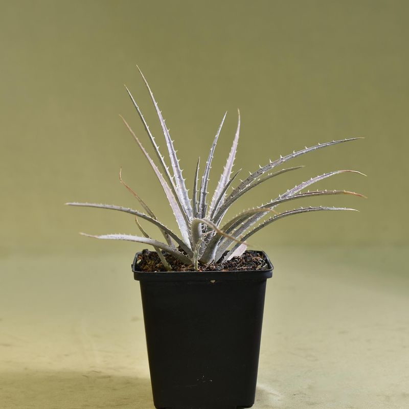 Dyckia fosteriana