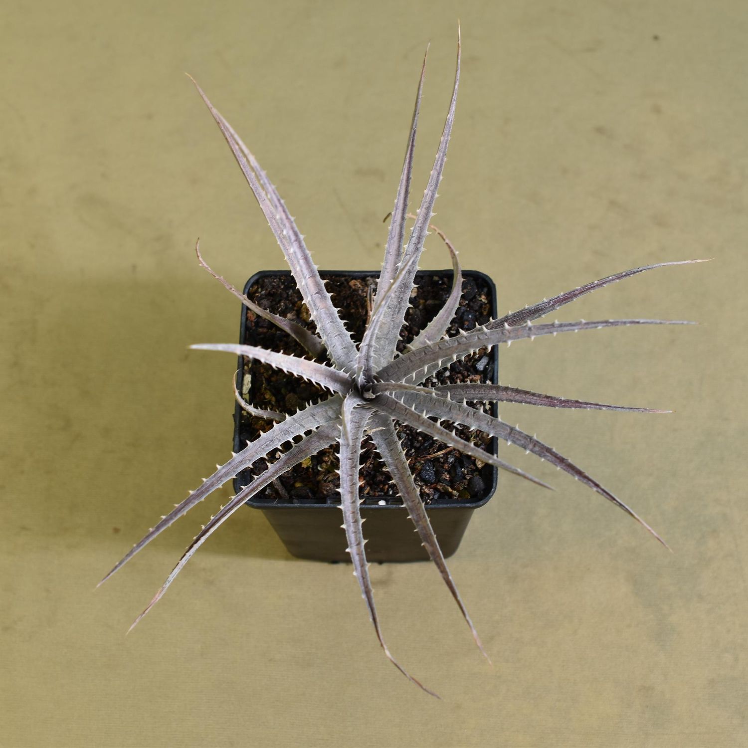 Dyckia fosteriana