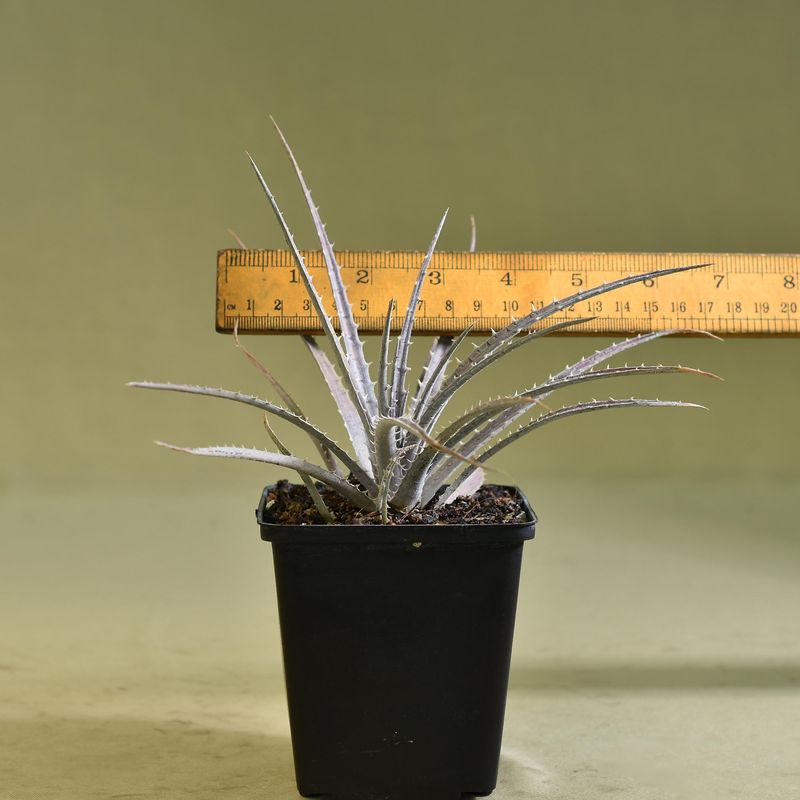 Dyckia fosteriana