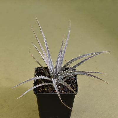 Dyckia fosteriana