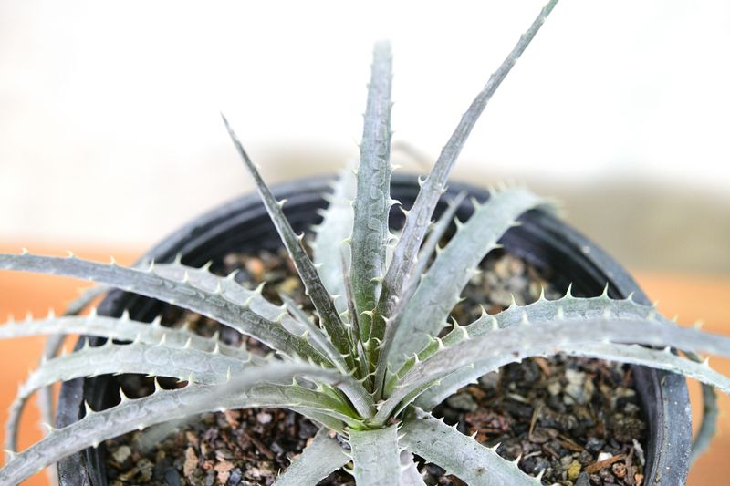 Dyckia fosteriana top-down view