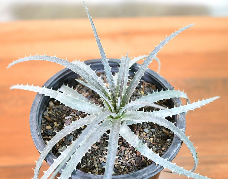 Dyckia fosteriana front view