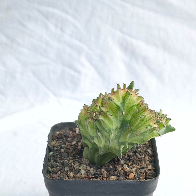 Euphorbia lactea mint variegation crest Rooted