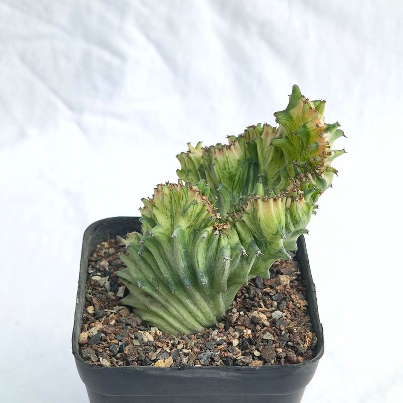 Euphorbia lactea mint variegation crest Rooted