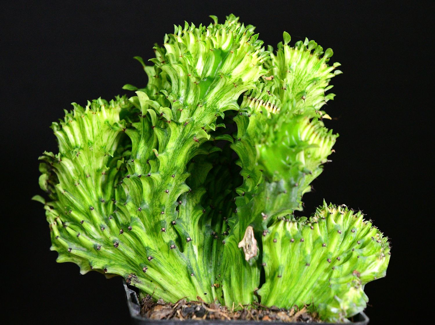 Euphorbia lactea mint variegation crest Rooted