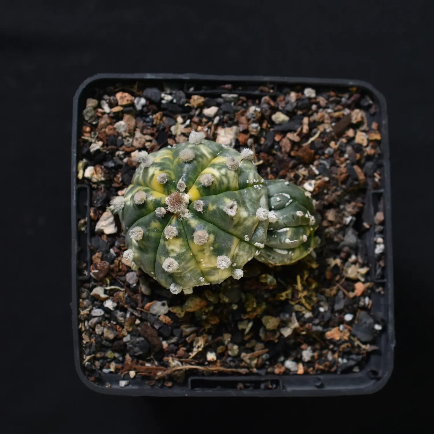 Astrophytum asterias Variegated