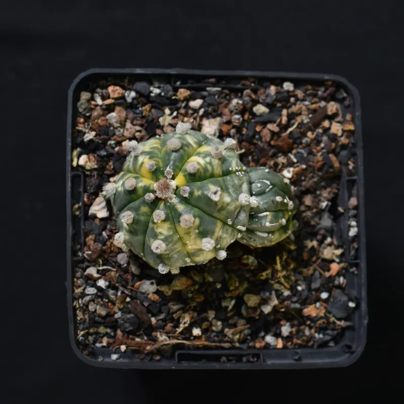 Astrophytum asterias Variegated
