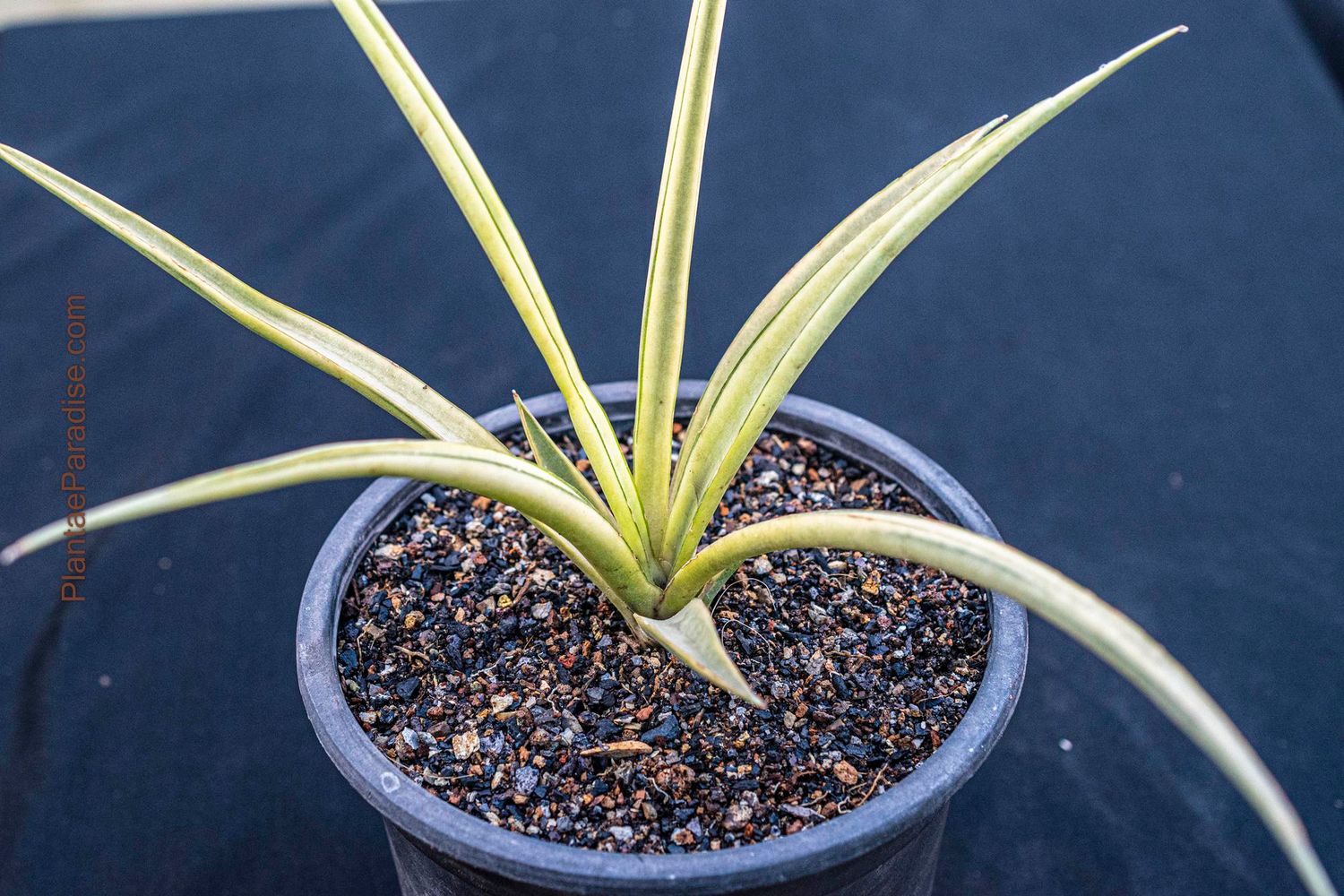 strelitzia houseplant Bird of Paradise White, Strelitzia Nicolai