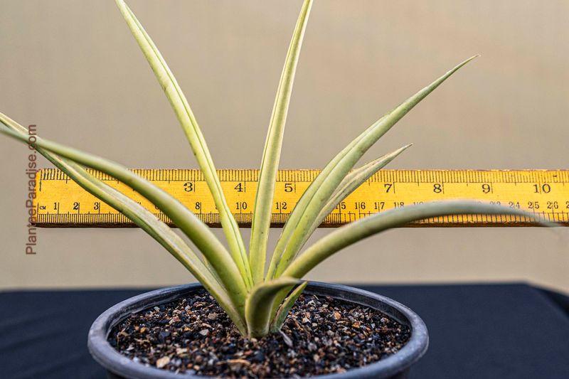 Sansevieria gracilis varigated Sansevieria gracilis varigated