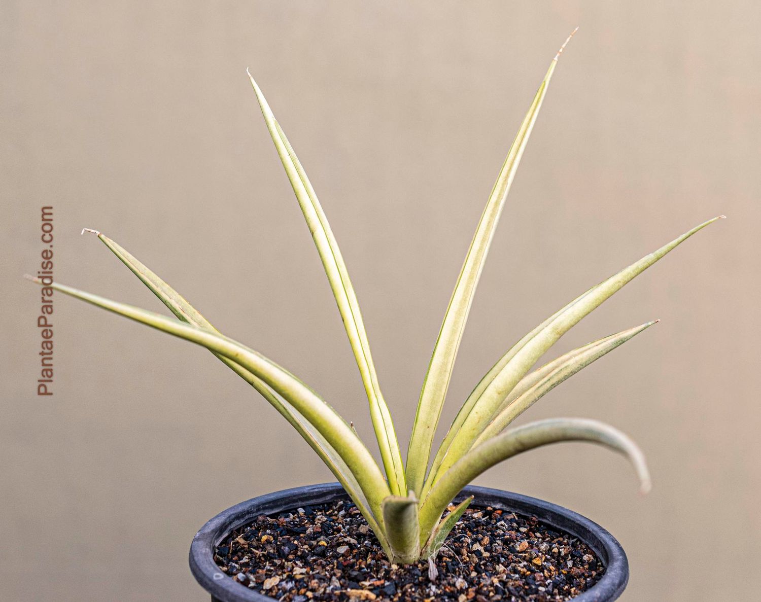 Buy Sansevieria gracilis Variegated | Rare Snake Plant