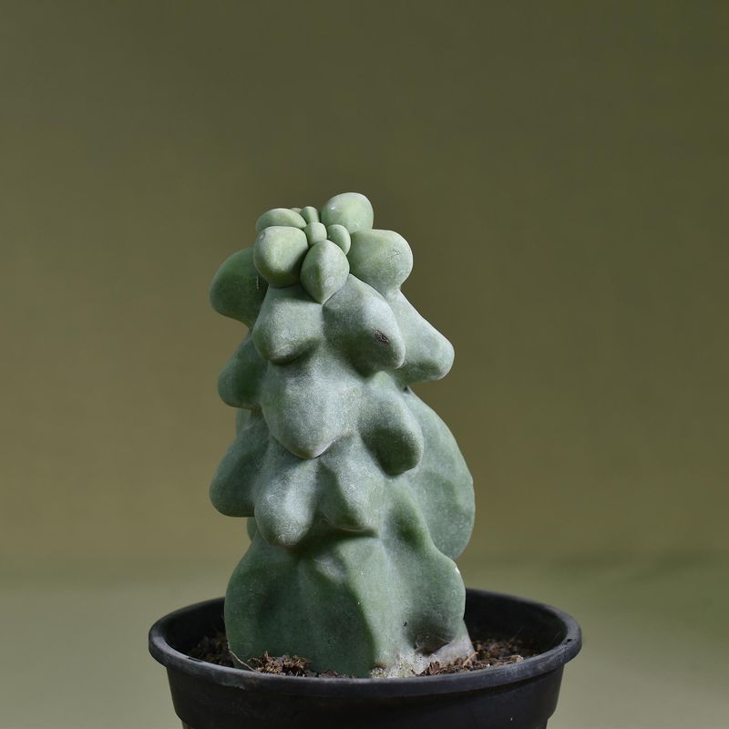 Lophocereus schottii mostruosa 
