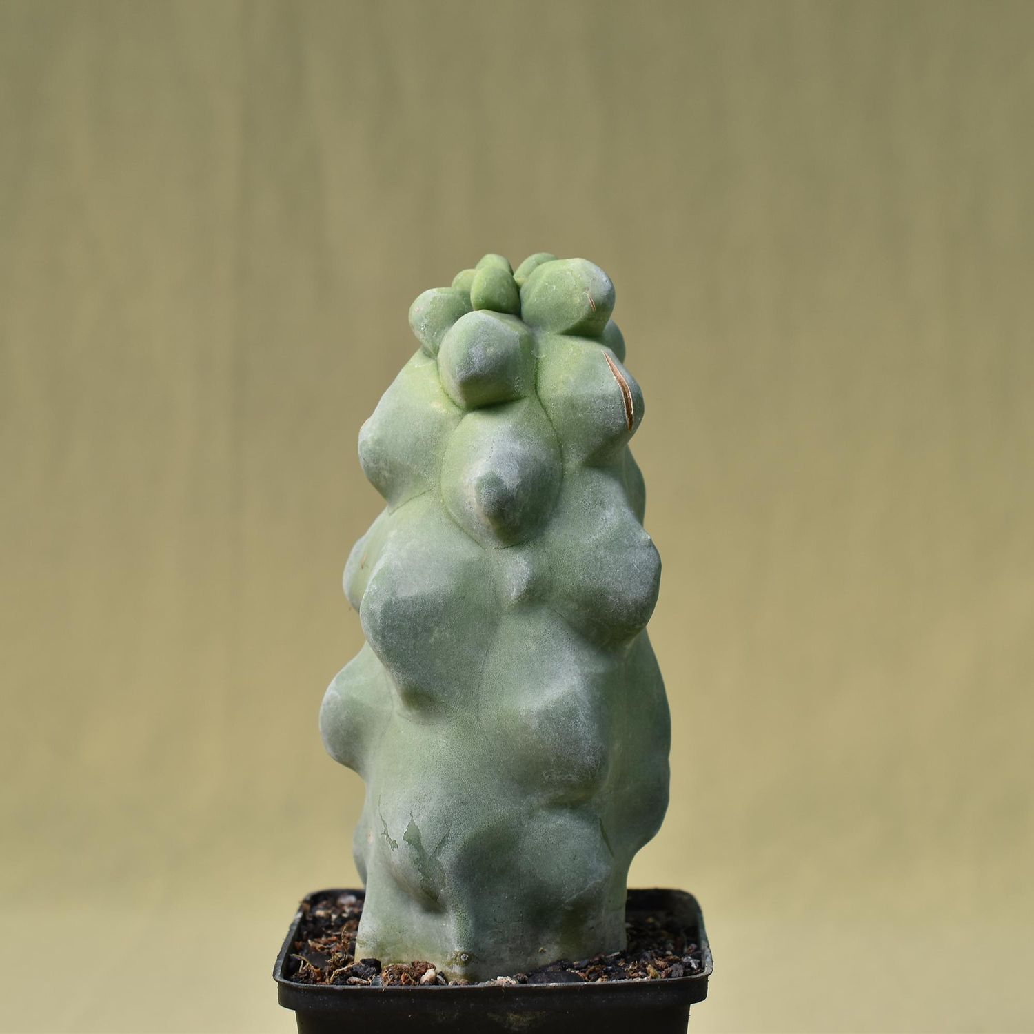 Lophocereus schottii mostruosa 