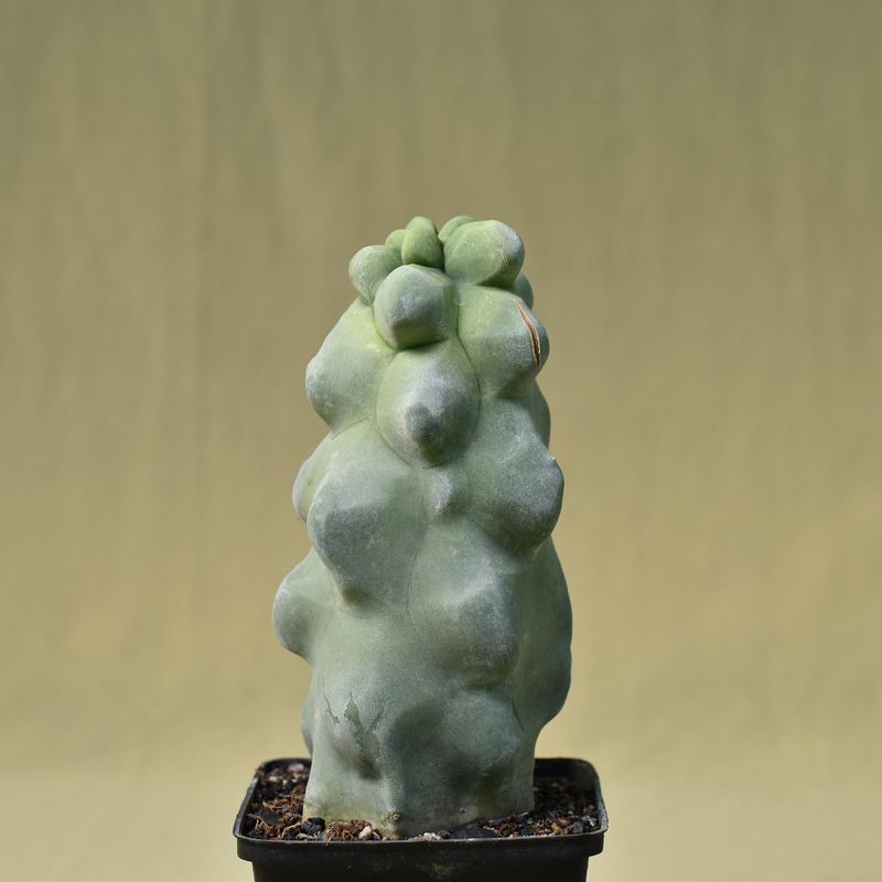 Lophocereus schottii mostruosa 