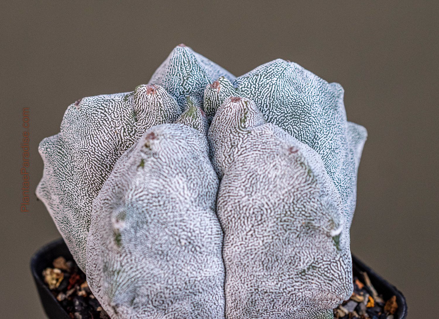 Astrophytum myriostigma cv KIKKO X ONZUKA Astrophytum myriostigma cv KIKKO X ONZUKA