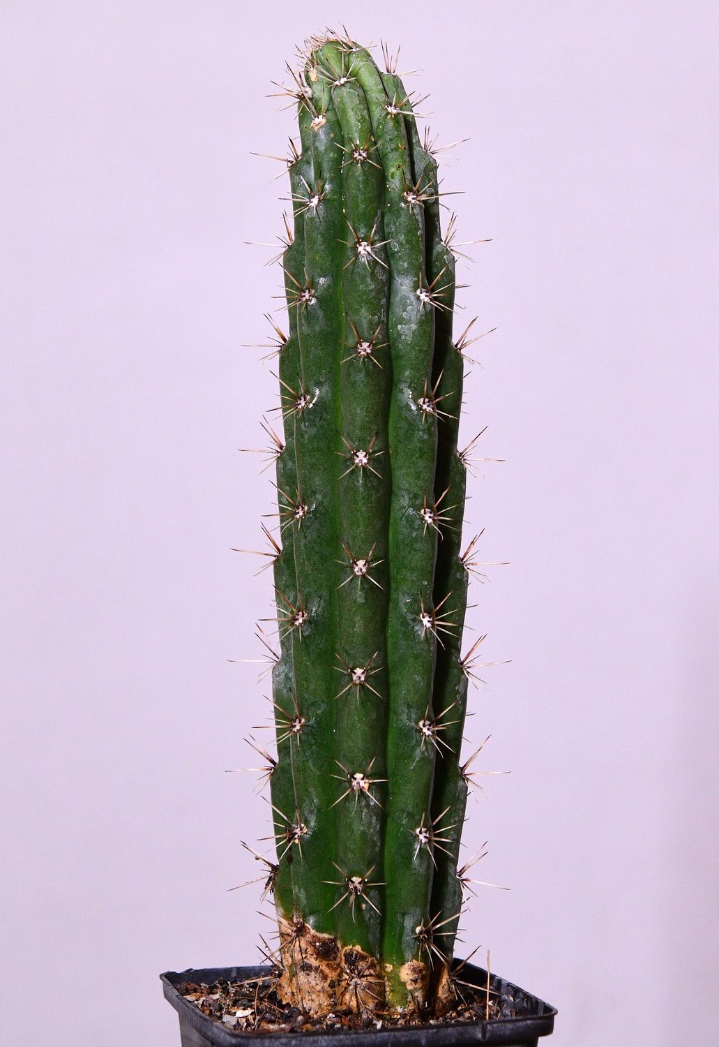 Browningia hertlingiana whole plant
