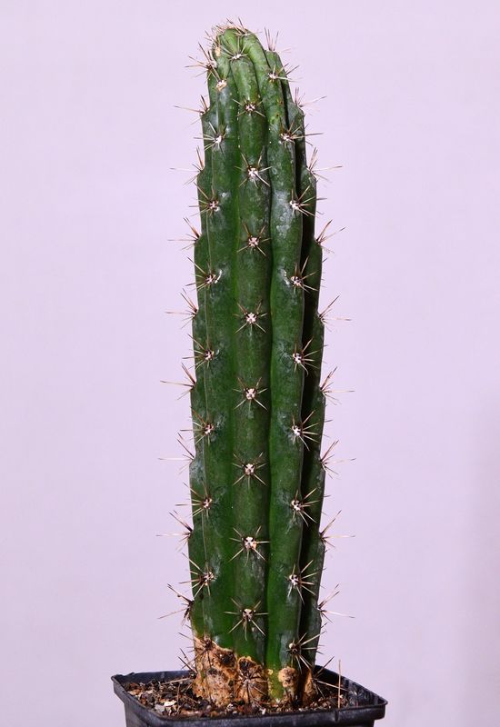 Browningia hertlingiana whole plant