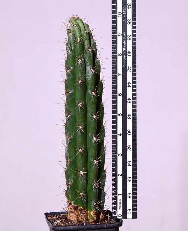 Browningia hertlingiana with ruler for size reference