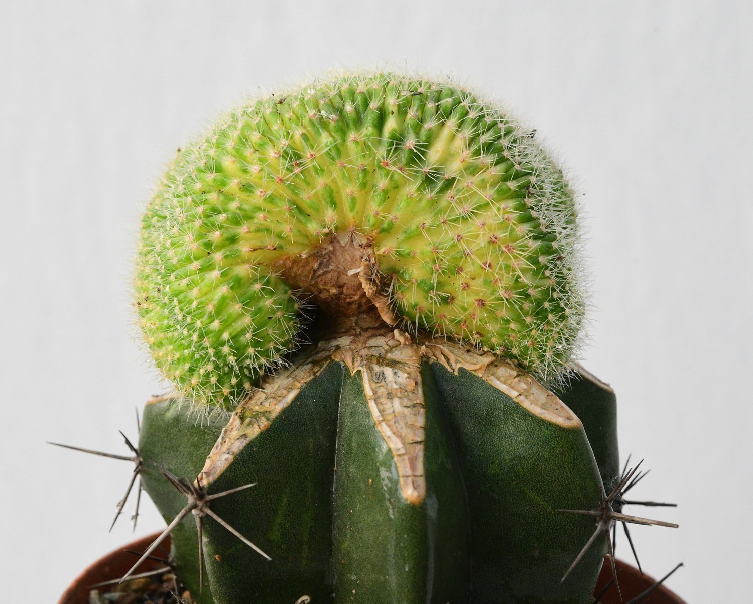 Echinopsis hybrid Variegated Crest