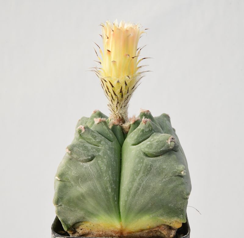 Astrophytum myriostigma Quadricostatum Kikko