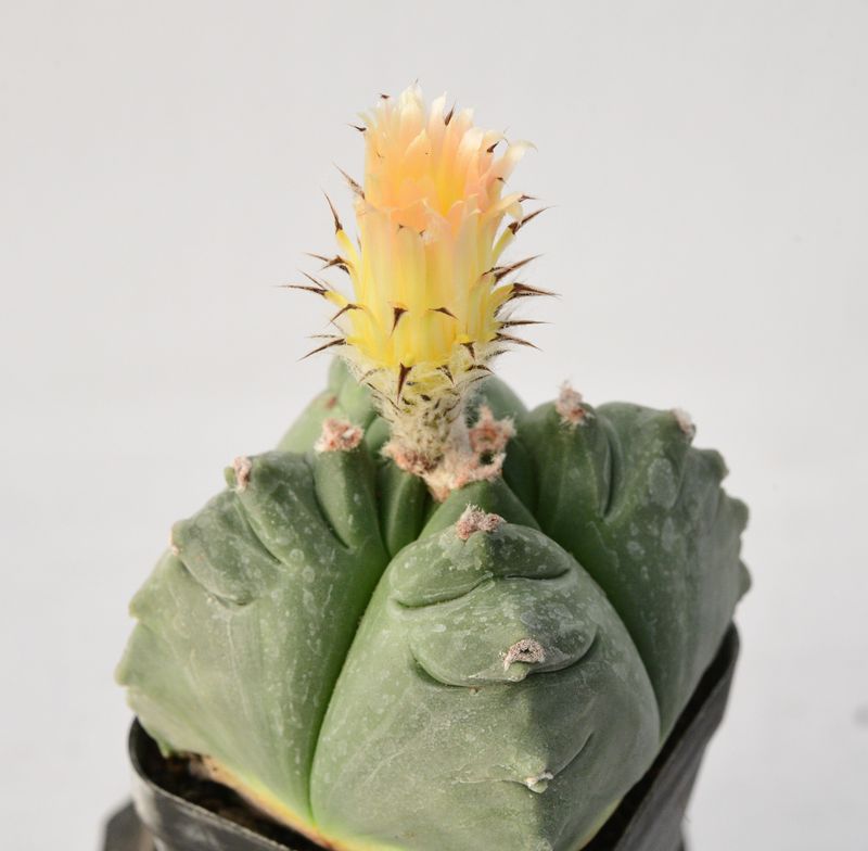 Astrophytum myriostigma Quadricostatum Kikko
