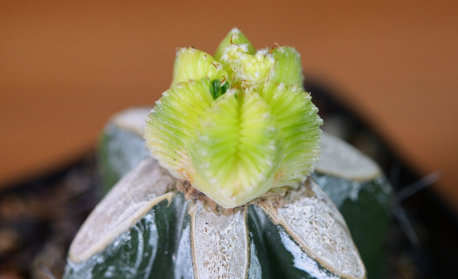 Aztekium valdezii Variegated close-up of flower and spines