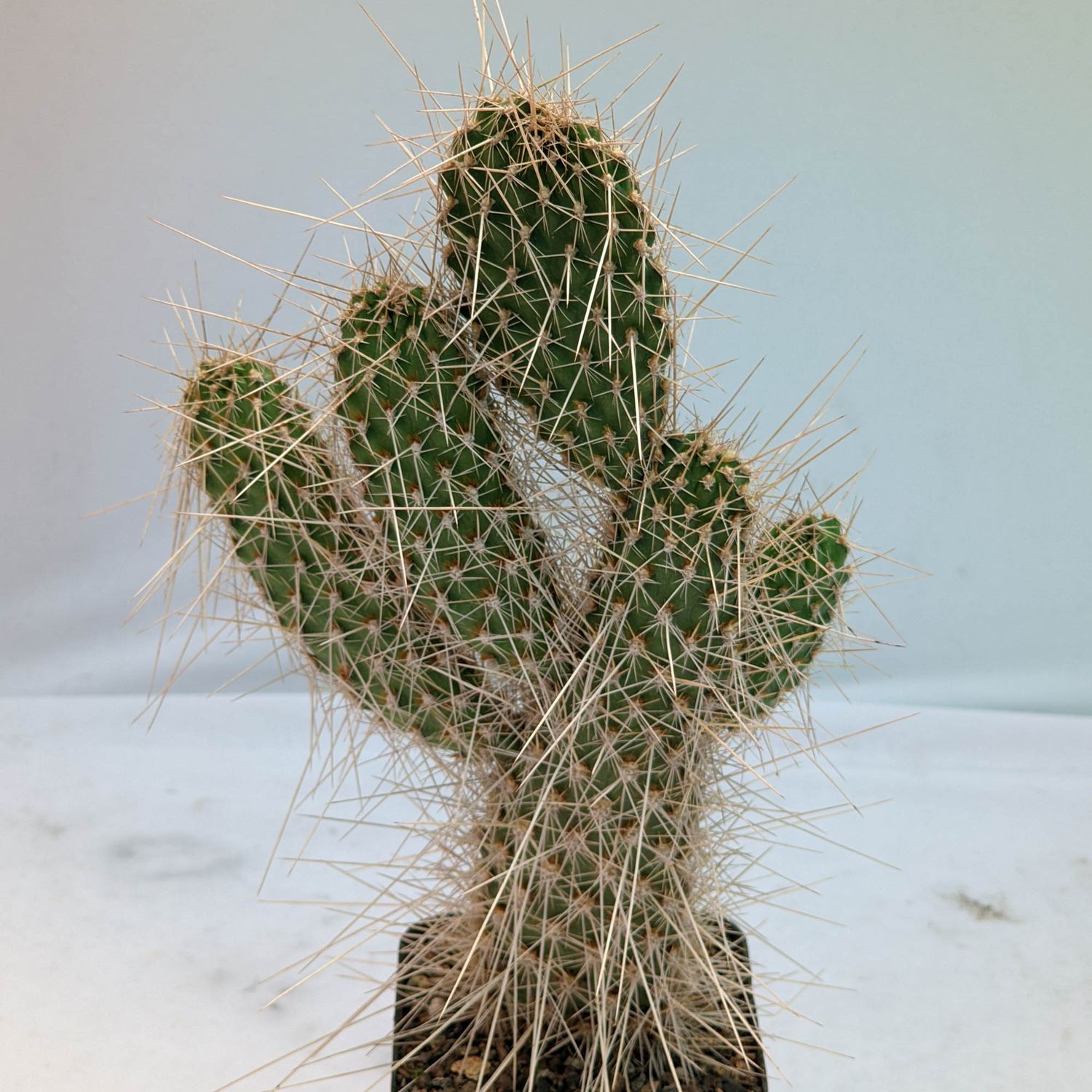 Opuntia polycantha var erinacea ursina