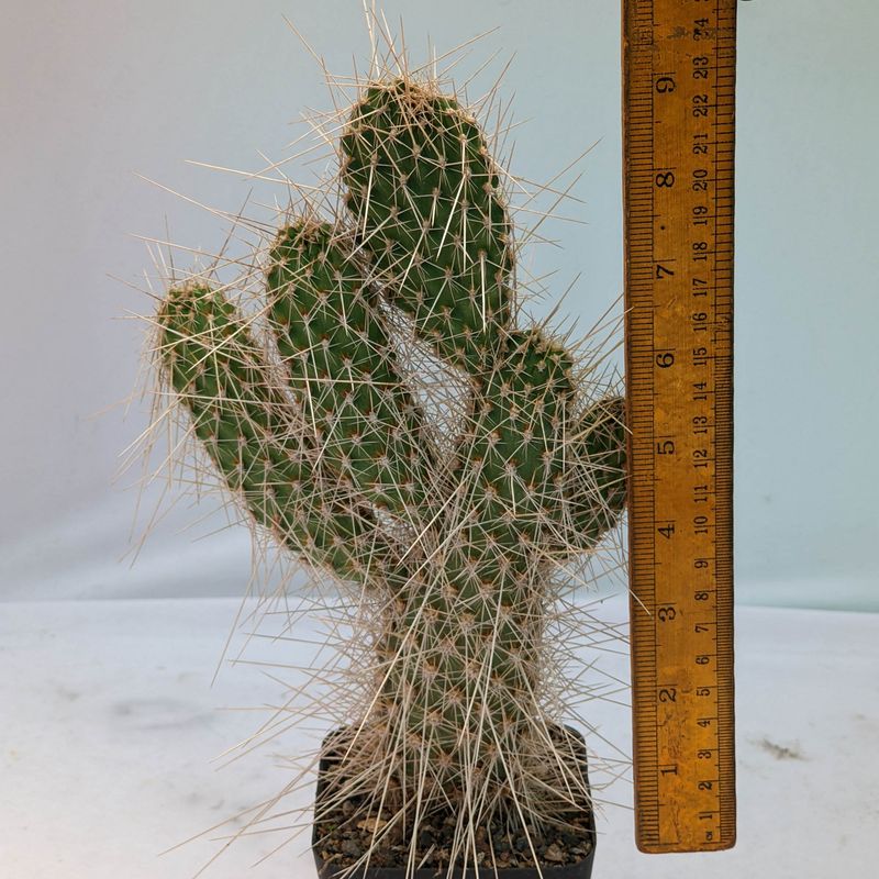 Opuntia polycantha var erinacea ursina with ruler for size reference