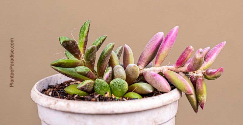 Anacampseros Rufescens Pink Hued