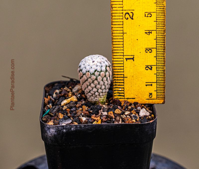 Turbinicarpus valdezianus with ruler for size reference