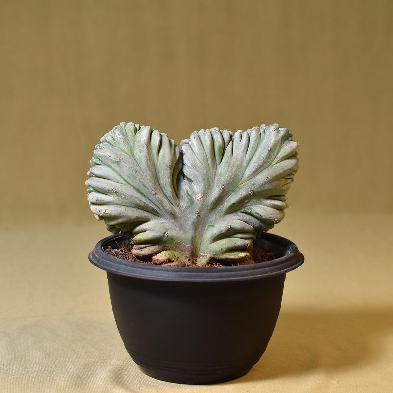 Myrtillocactus Geometrizans Forma Crest Myrtillocactus Geometrizans Forma Crest