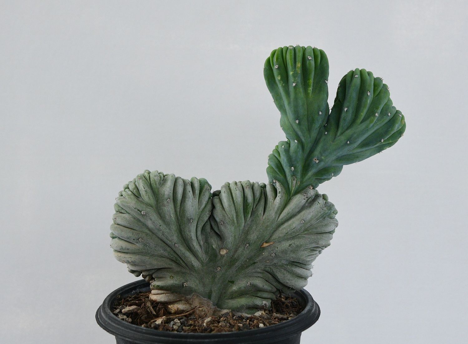 Myrtillocactus geometrizans Forma Crest in pot, front view