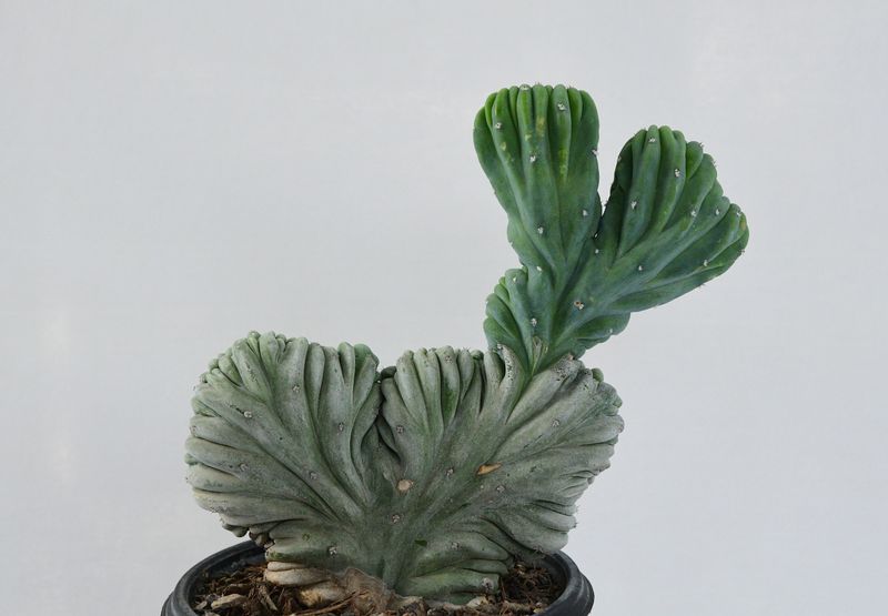 Myrtillocactus geometrizans Forma Crest in pot, side angle