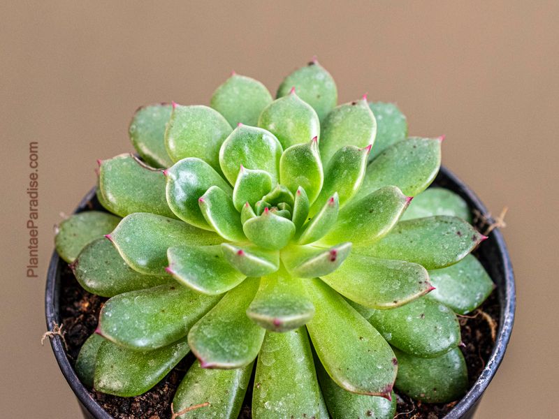 Echeveria pulidonis hybrid