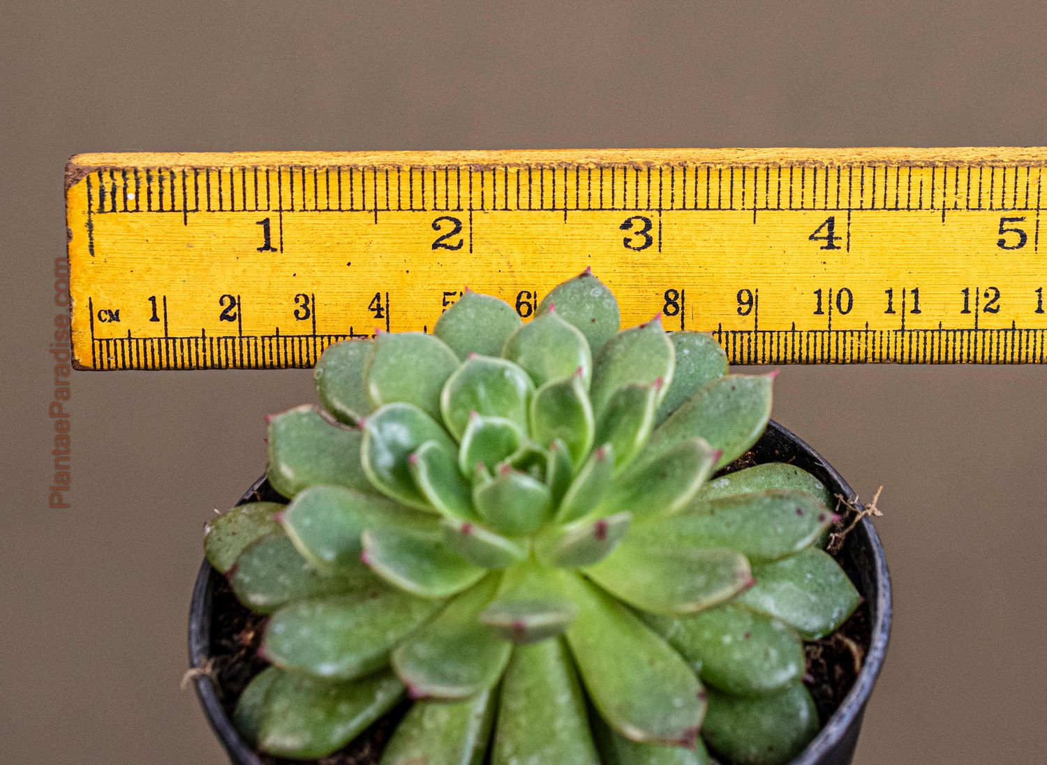 Echeveria pulidonis hybrid