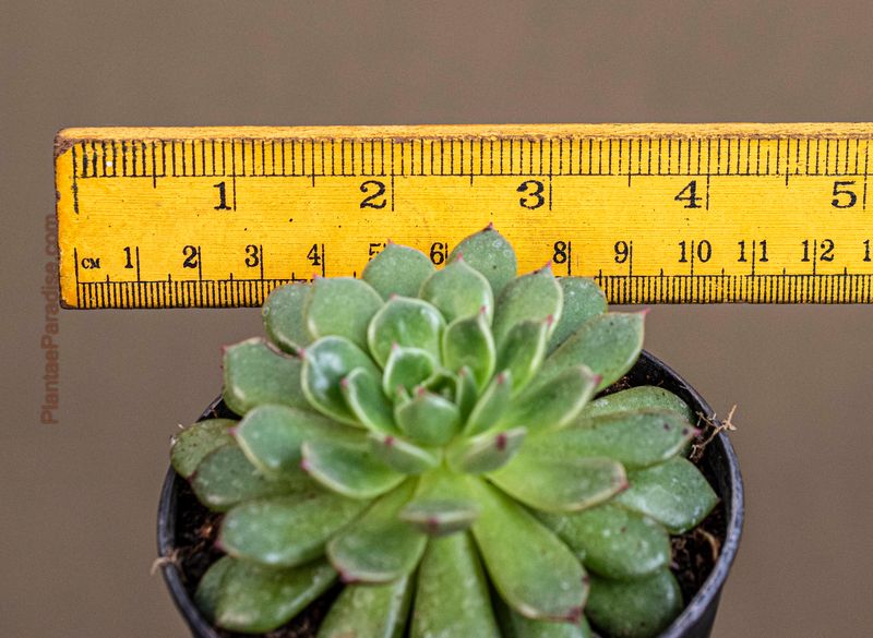 Echeveria pulidonis hybrid