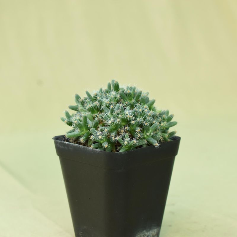 Trichodiadema densum