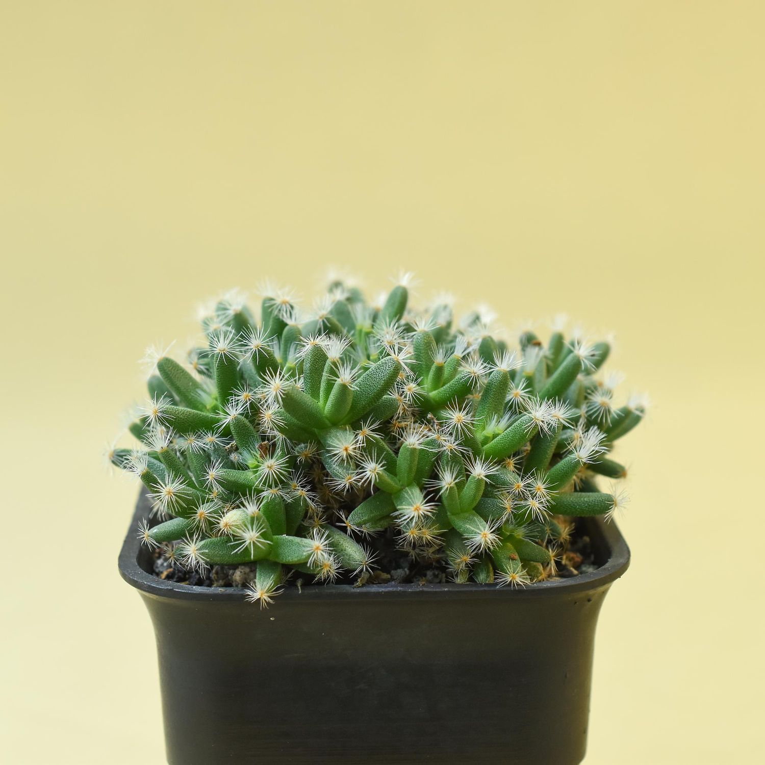 Trichodiadema densum Trichodiadema densum