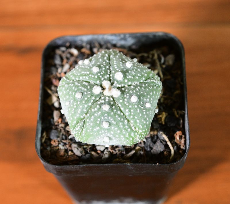 Astrophytum asterias MIRACLE / STAR KABUTO DOTTED Astrophytum asterias MIRACLE / STAR KABUTO DOTTED