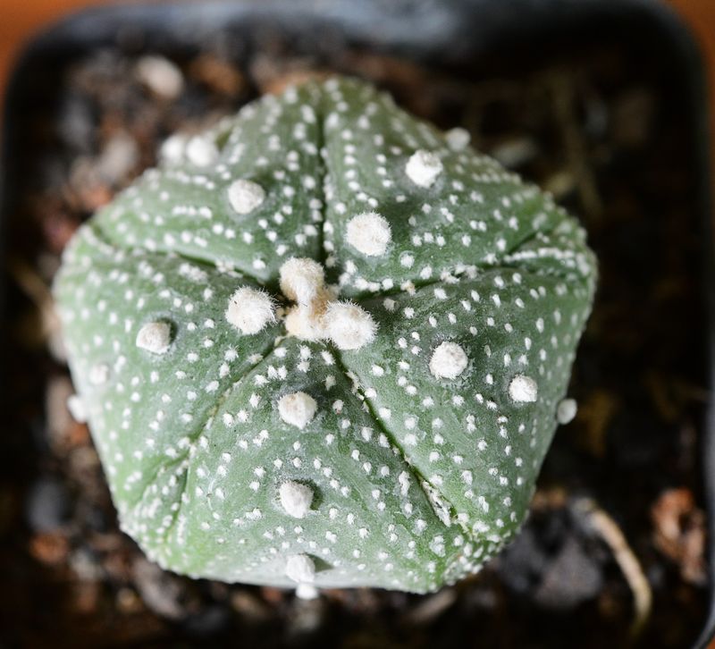 Astrophytum asterias MIRACLE / STAR KABUTO DOTTED