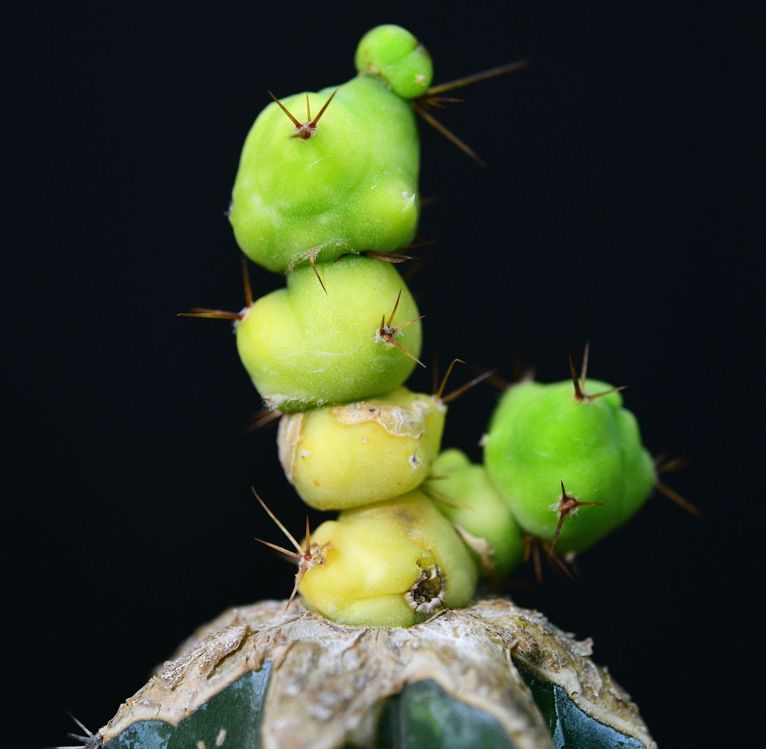 Trichocerous bridgesii monstrose variegated stacker